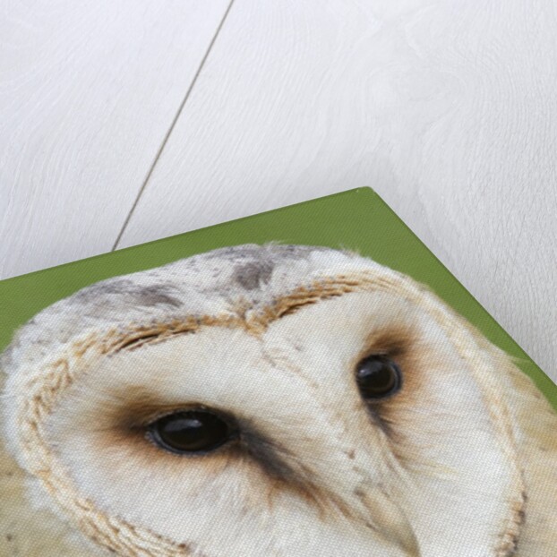 Barn Owl close-up by Anonymous