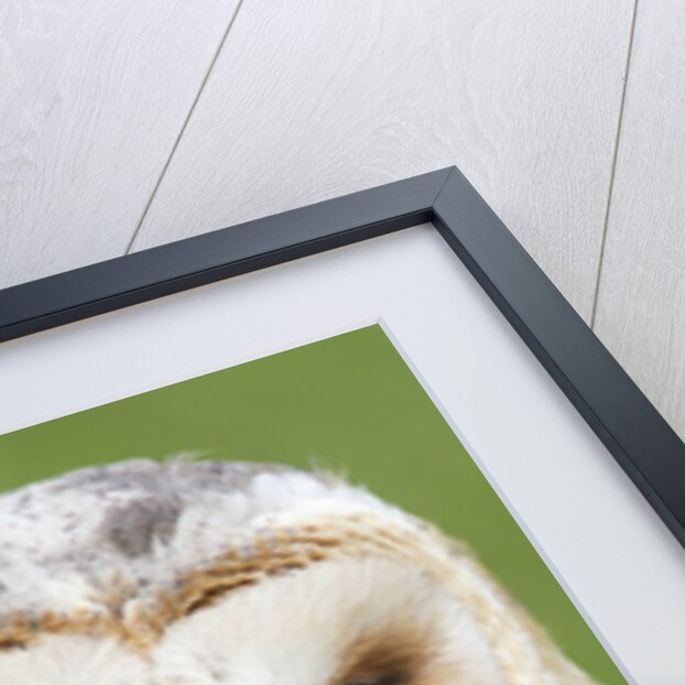 Barn Owl close-up by Anonymous
