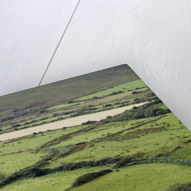 Sheep graze on the Dingle Peninsula by Anonymous