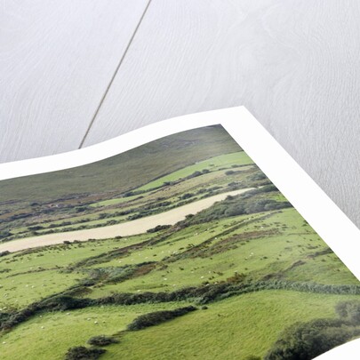 Sheep graze on the Dingle Peninsula by Anonymous