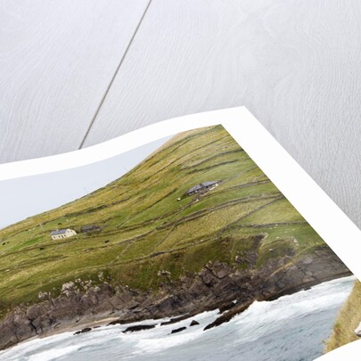 Animals graze alongside the Atlantic Ocean by Anonymous