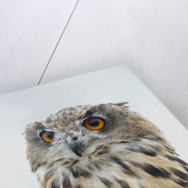 Eurasian Eagle-Owl close-up by Anonymous