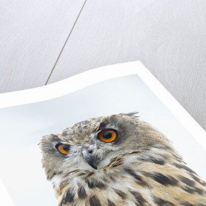 Eurasian Eagle-Owl close-up by Anonymous