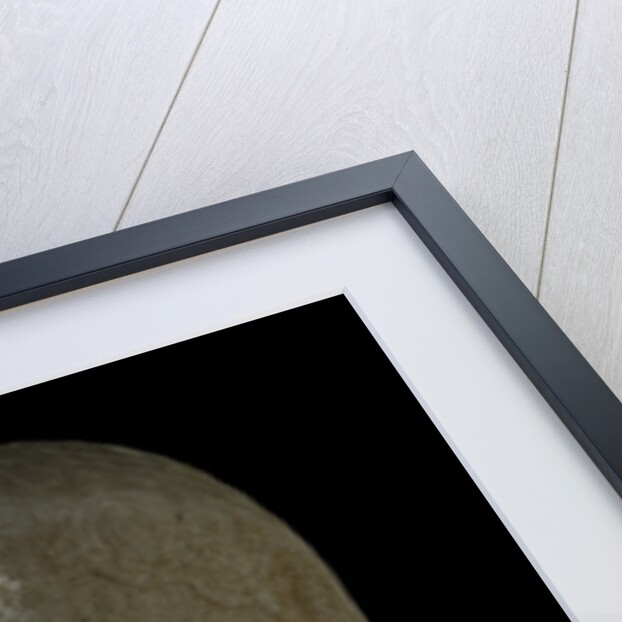 Detail of Kouros of Melos by Anonymous