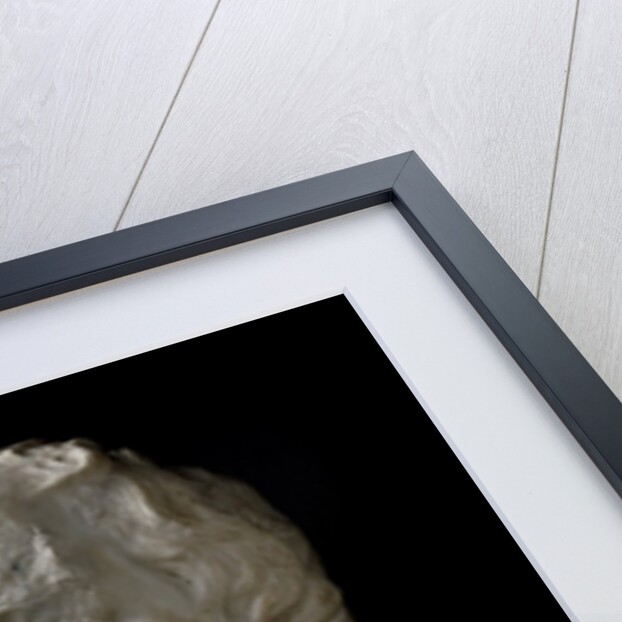 Portrait of Socrates by Anonymous