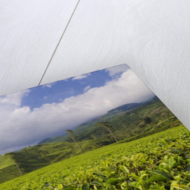Panorama of tea plantation in West Java by Anonymous