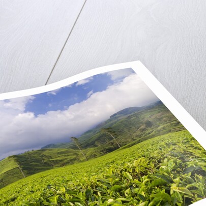 Panorama of tea plantation in West Java by Anonymous