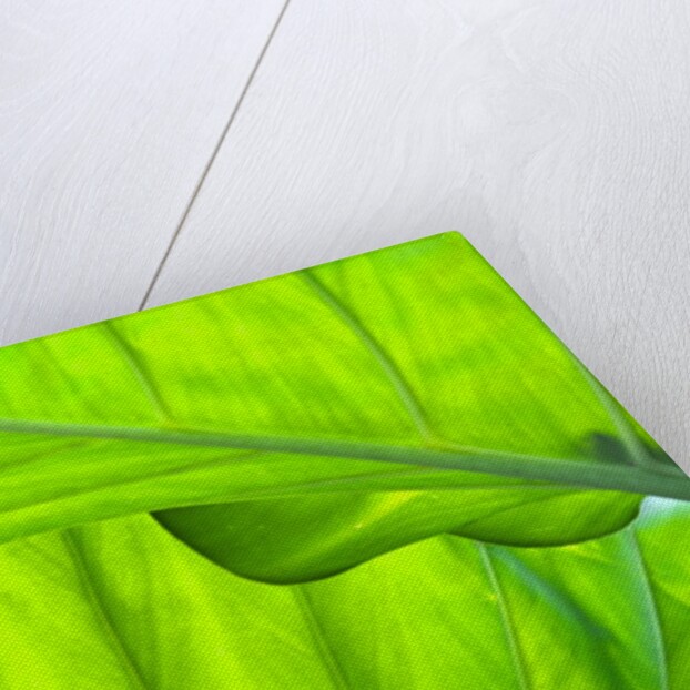 Tropical Gardens with philodendrons by Anonymous