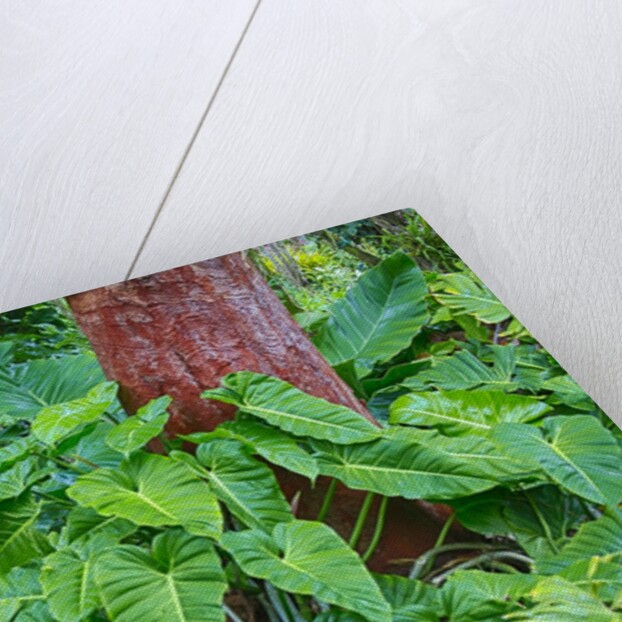 Philodendrons Growing in Forest by Anonymous