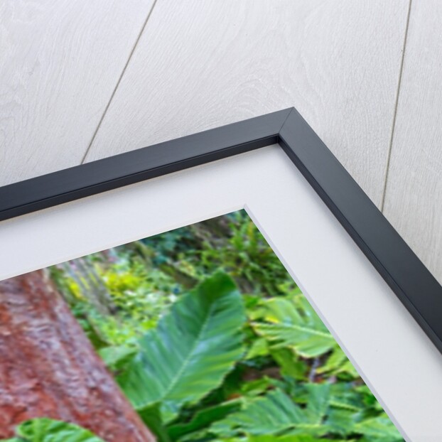Philodendrons Growing in Forest by Anonymous