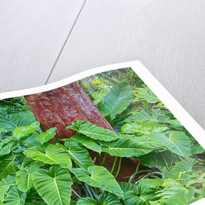 Philodendrons Growing in Forest by Anonymous