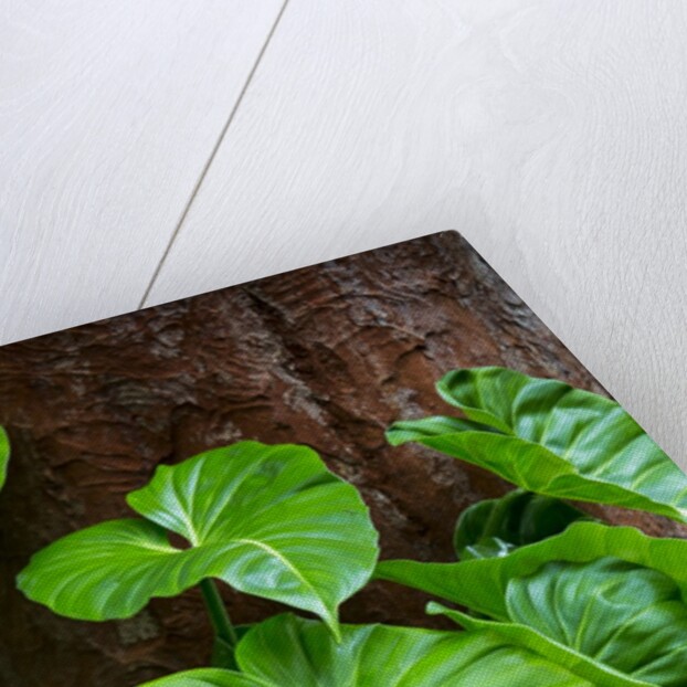Philodendrons Growing in Forest by Anonymous