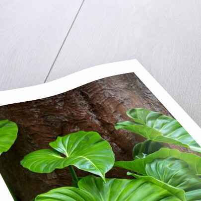 Philodendrons Growing in Forest by Anonymous