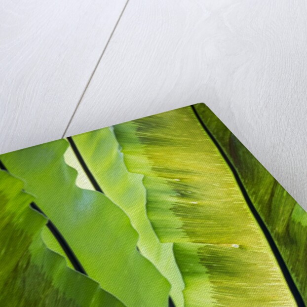 Tropical Gardens with philodendrons by Anonymous