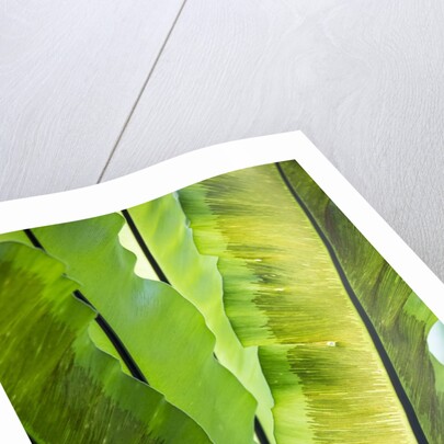 Tropical Gardens with philodendrons by Anonymous