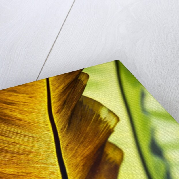 Tropical Gardens with philodendrons by Anonymous