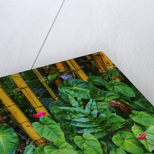 Garden on the Island of Maui with Pink Anthurium, Yellow Bamboo, and Philodendron Plants by Anonymous