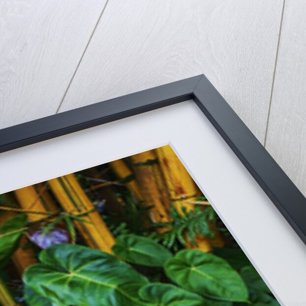 Garden on the Island of Maui with Pink Anthurium, Yellow Bamboo, and Philodendron Plants by Anonymous