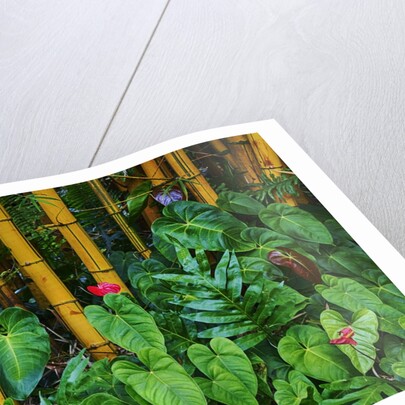 Garden on the Island of Maui with Pink Anthurium, Yellow Bamboo, and Philodendron Plants by Anonymous