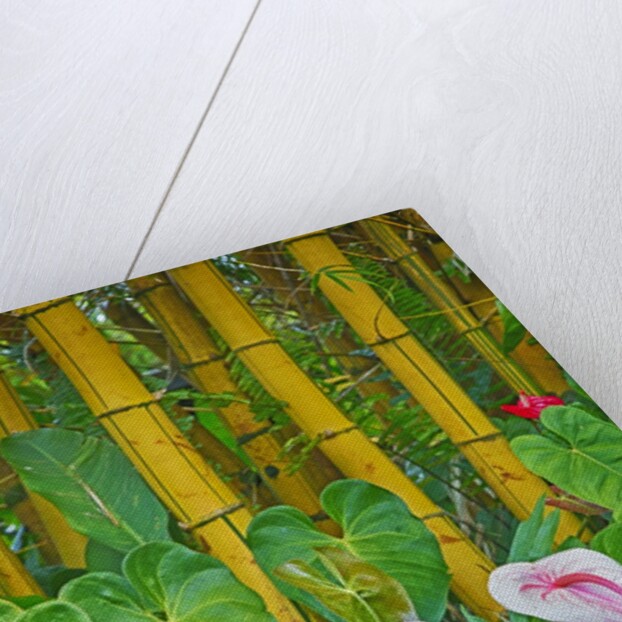Garden on the Island of Maui with Pink Anthurium, Yellow Bamboo, and Philodendron Plants by Anonymous