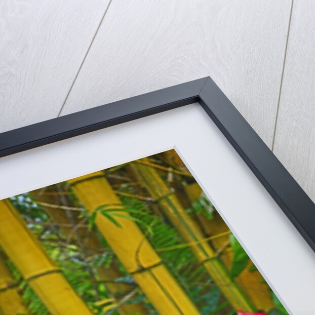 Garden on the Island of Maui with Pink Anthurium, Yellow Bamboo, and Philodendron Plants by Anonymous