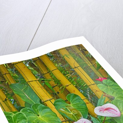 Garden on the Island of Maui with Pink Anthurium, Yellow Bamboo, and Philodendron Plants by Anonymous