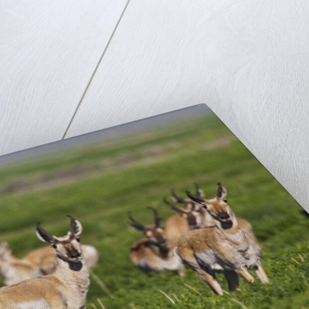 Herd of Pronghorn Antelope grazing on open land by Anonymous