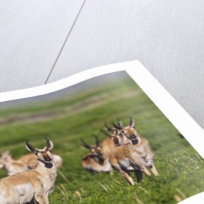 Herd of Pronghorn Antelope grazing on open land by Anonymous
