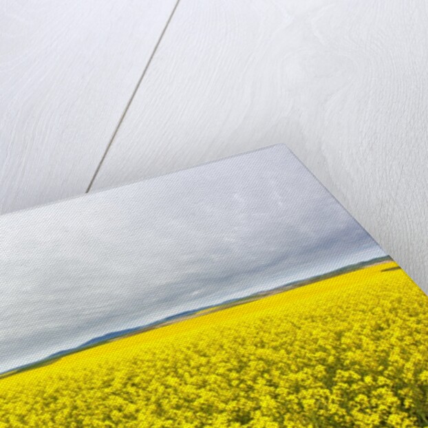 Canola Field in Full Fresh Bloom by Anonymous