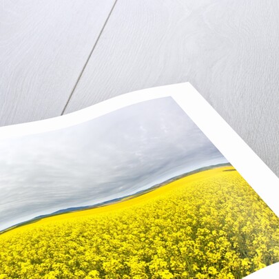 Canola Field in Full Fresh Bloom by Anonymous
