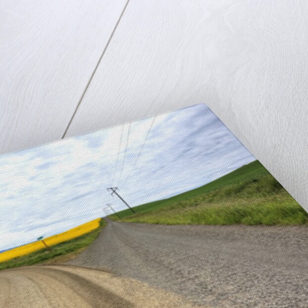 Fork in Country Back Road with Canola and Wheat Fields by Anonymous