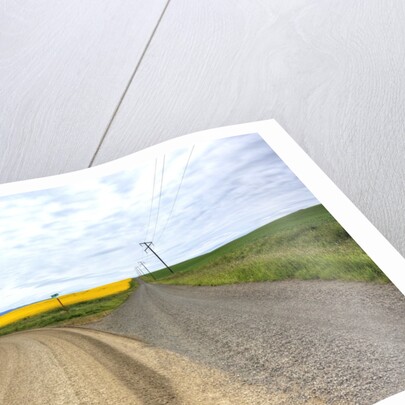 Fork in Country Back Road with Canola and Wheat Fields by Anonymous