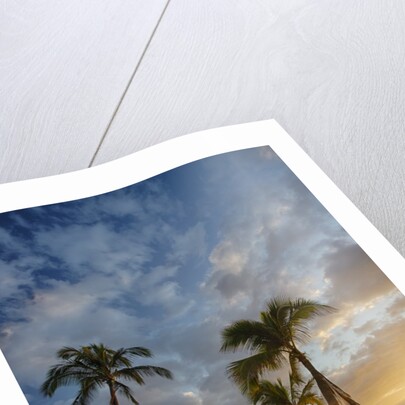 Sunset on Southern Maui Beach with Palm Trees by Anonymous