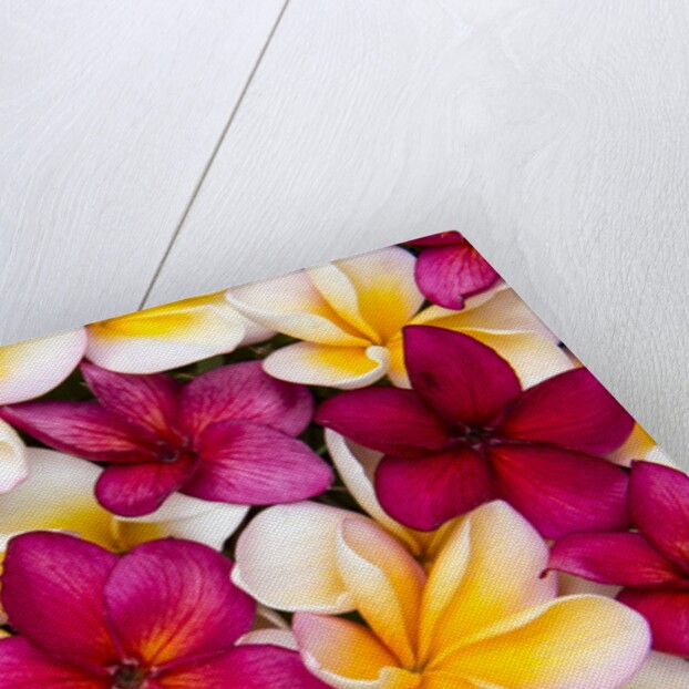 Plumeria in mass display by Anonymous