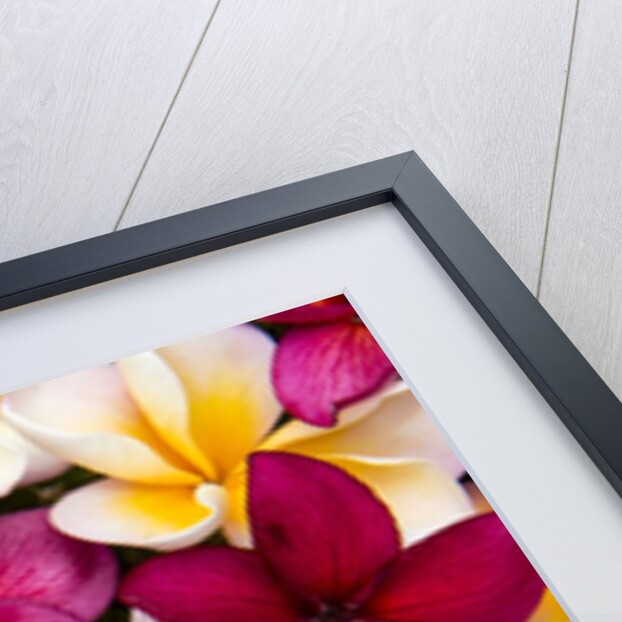 Plumeria in mass display by Anonymous