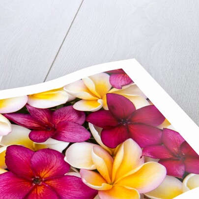 Plumeria in mass display by Anonymous