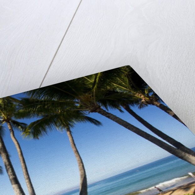 Palm Trees and Beach Along the Southern Maui by Anonymous