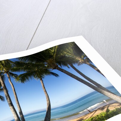 Palm Trees and Beach Along the Southern Maui by Anonymous