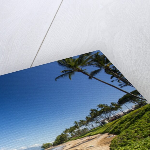 Palm Trees and Beach Along the Southern Maui by Anonymous