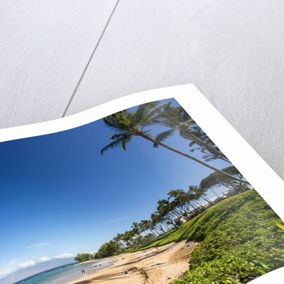 Palm Trees and Beach Along the Southern Maui by Anonymous