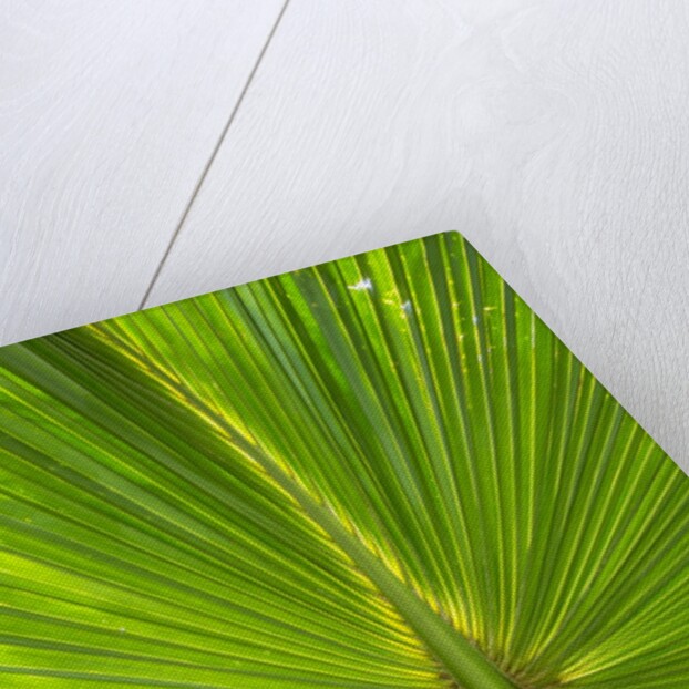 Hawaiian Fan Palm with Back lighting by Anonymous