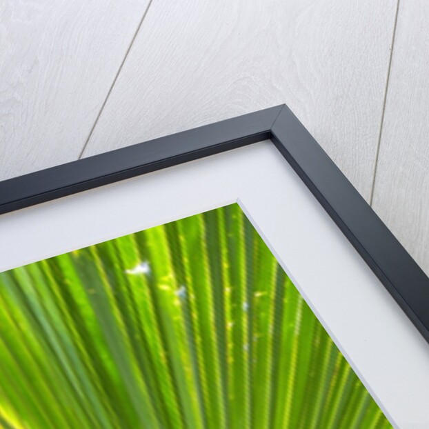 Hawaiian Fan Palm with Back lighting by Anonymous