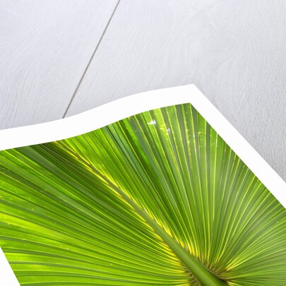 Hawaiian Fan Palm with Back lighting by Anonymous