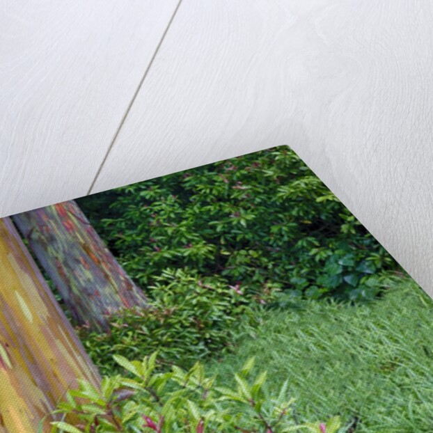 Rainbow Eucalyptus Trees (Eucalyptus deglupta) by Anonymous