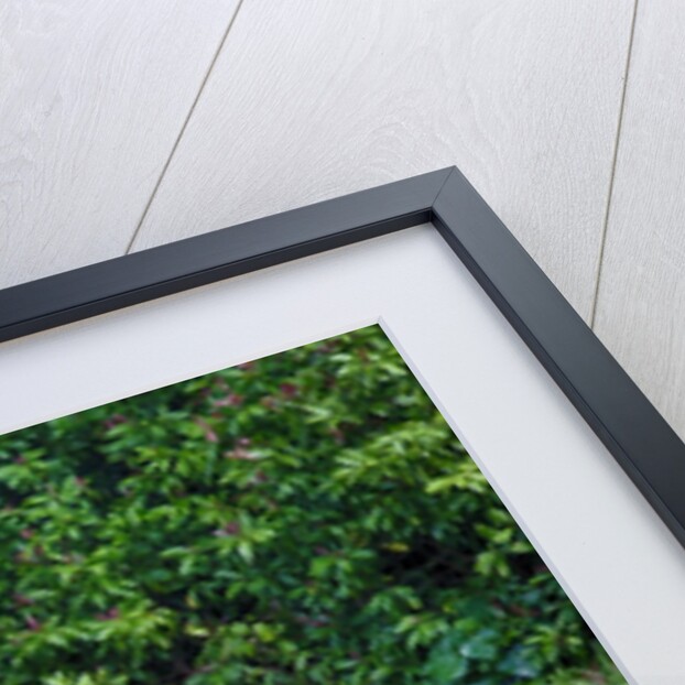 Rainbow Eucalyptus Trees (Eucalyptus deglupta) by Anonymous