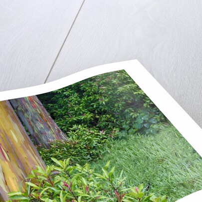 Rainbow Eucalyptus Trees (Eucalyptus deglupta) by Anonymous