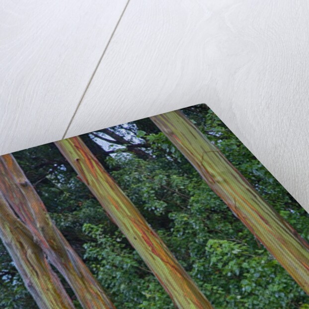 Rainbow Eucalyptus Trees (Eucalyptus deglupta) by Anonymous