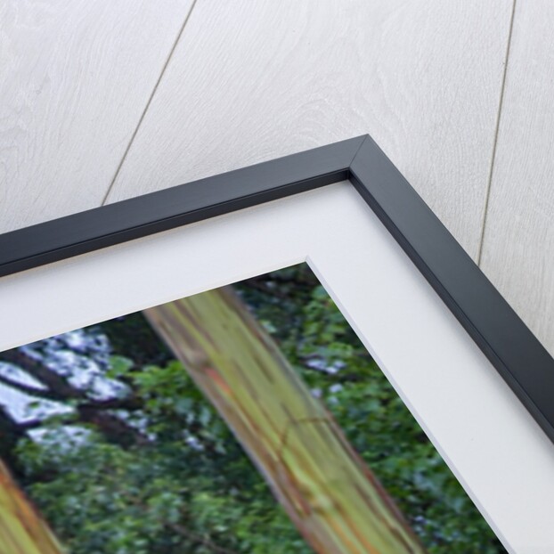 Rainbow Eucalyptus Trees (Eucalyptus deglupta) by Anonymous