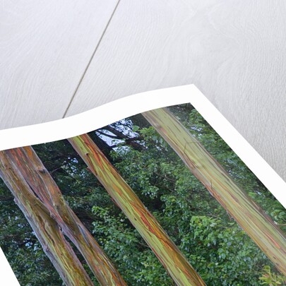 Rainbow Eucalyptus Trees (Eucalyptus deglupta) by Anonymous