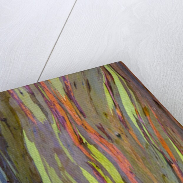 Rainbow Eucalyptus Trees (Eucalyptus deglupta) by Anonymous